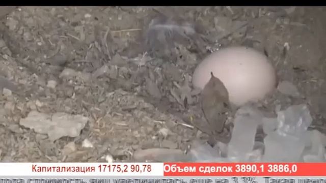 Деловые новости (Рика ТВ) от 22 января 2021 года смотреть онлайн