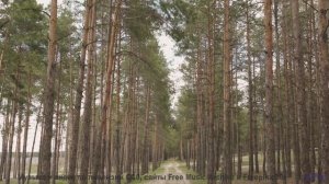 Природа никогда не выглядела так пугающе прекрасно - включите звук! - Your Nature -- HoliznaCC0 -- M