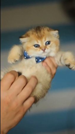 Милашка 🥰
У малышей сейчас такой возраст, что можно затискать 🤗

Британские котята @minilion.ru