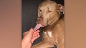 NEW! BRAIN TIME.  When You Need a Dog for Protection but Get a Comedian