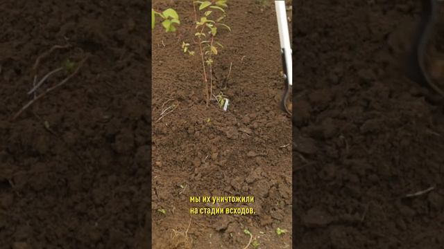 Сорняки исчезнут с ваших грядок! Как избавиться от сорняков простым приёмом. Слепая прополка