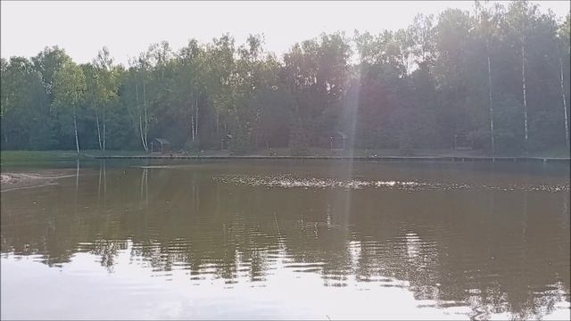 Осётр продолжает клевать в верхних слоях воды. Обзор с Нижнего пруда. Клёвое место лосиный остров