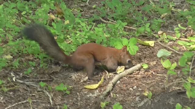 Томск. Михайловская роща. Белка. Бурундук. 2022 г.