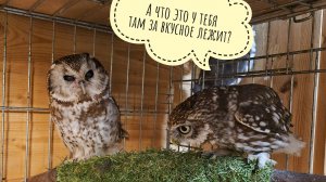 Домовый сыч Лучик пришёл в гости к мохноногому сычу Чучундрию на чай с жуками и малиновым вареньем