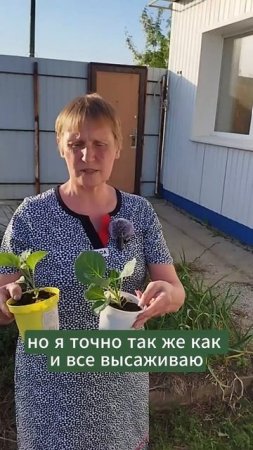 От жары пропала вся рассада #мульчирование #капуста #огород