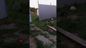 "Я- маленький мальчишка
Смышлёный,озорной .
Мне поиграть хотелось
С кошечкой большой.