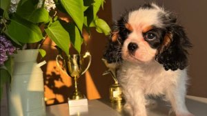 Мальчик ККЧС 🐶 без брака. Заводчик ✍️ Дария Миллер 🐶 Павловск