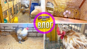 Меня ждал сюрприз в курятнике! Выпускаю птицу на свободу после заключения!