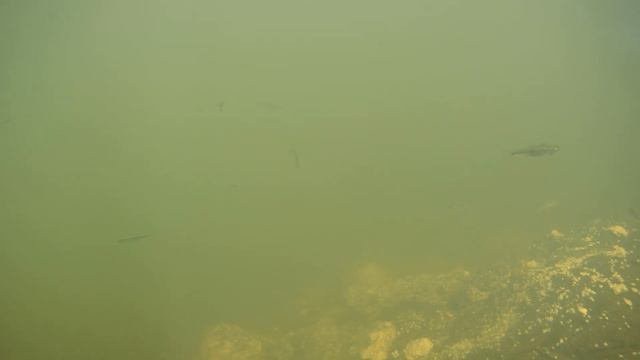 Подводная съемка в моем пруду смотреть онлайн