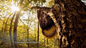 Дикий Бортевой мед