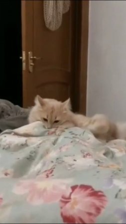 Смешные коты #59-7