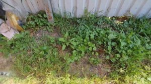 СОРНЯКИ ВЫСОХНУТ ВМЕСТЕ С КОРНЕМ! Как ПРОСТО и БЫСТРО избавиться от СОРНЯКОВ на участке