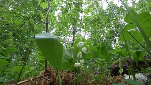 Aktion Cam Sony FDR x3000 ходьба с камерой. смотреть онлайн