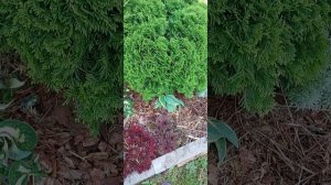 Квин дрим
Хальцион
Грейт эскейп
Грейт экспектейшн
Вирл винд
Роберт фрос
фирст фрост
Либерти
ГАЛИСАД