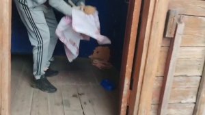 Крик отчаяния щенков… Малыши попали в большую беду! | Поло