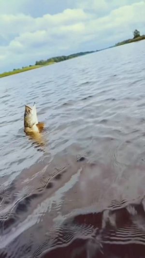 Атака щуки!