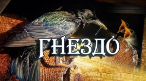 ГНЕЗДО. Один день из жизни семейства скворцов, живущих под крышей. ИИ реставрация фильма 2014 года