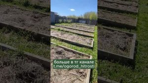 Все под мульчей. 15 соток и 43 грядки. Показываю свой огород.