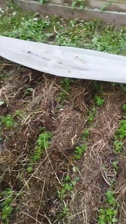 Мульчирую морковку #мульчирование #морковка #огород #природноеземледелие