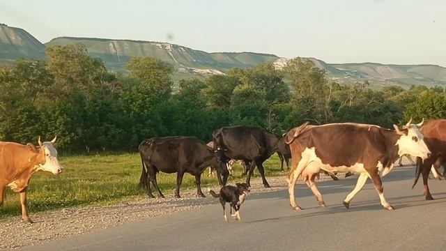 Много-много коровок идут домой🐄🤗