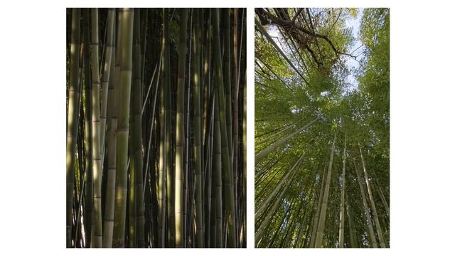 Сочи 02/25. Снято на Xiaomi 14. смотреть онлайн