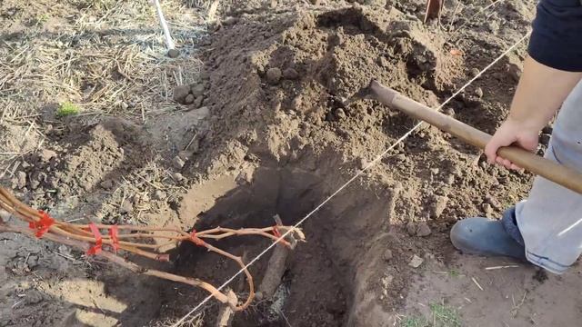 Старий виноград на шляху нового будинку. Викинути чи в