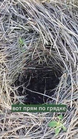 Кабачки семечком под мульчу. #мульчирование #огород