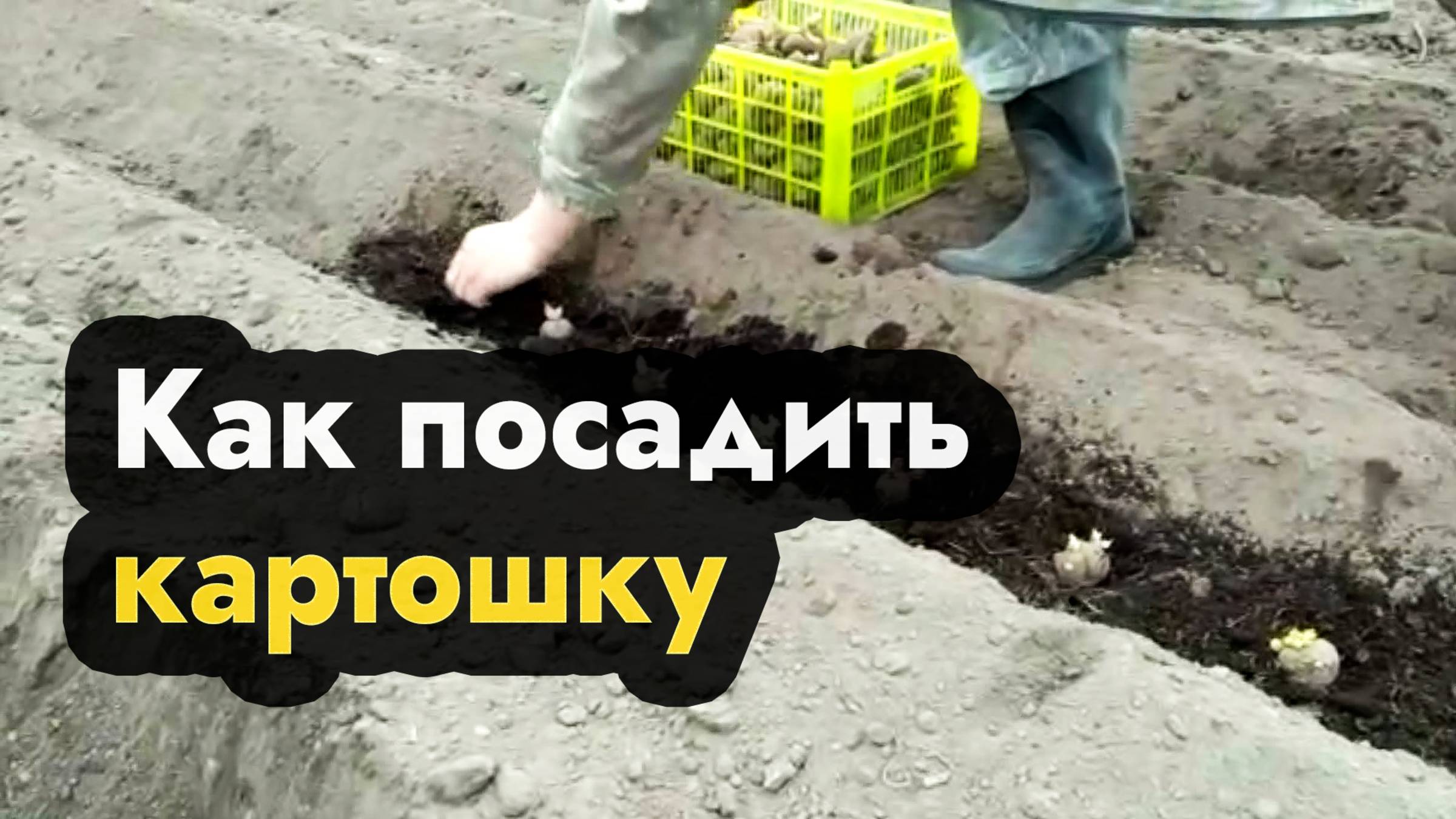 Как посадить картошку мотоблоком - садим картофель мотоблоком на даче