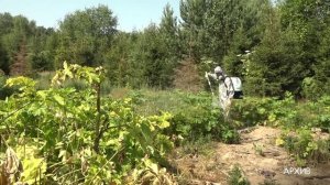 Поросло… борщевиком