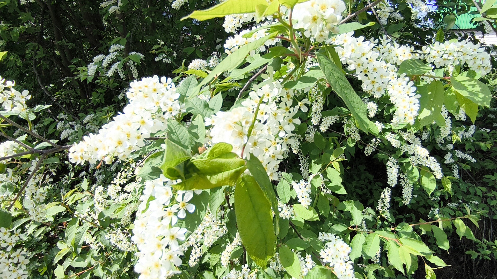 ЗВУКИ ПРИРОДЫ 🌿 ВСЕМ ЛЕТНИЙ 🍉 ПРИВЕТИК 🍂 👋🫱🏻🫲🏼🕊️💯🫶