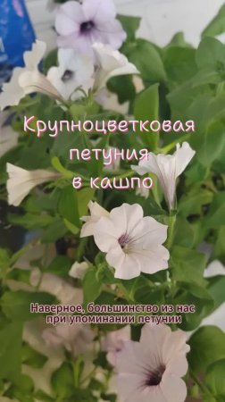 Крупноцветковая петуния в кашпо - обрезка и пересадка #петуния