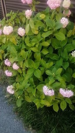 Цветёт гортензия