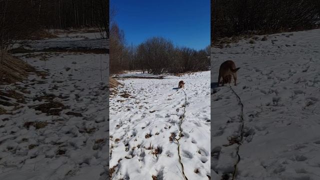 rutube.ru