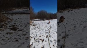 Олли