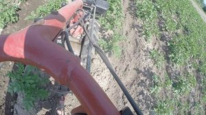 Мотоблок Кутаиси окучивает картошку
