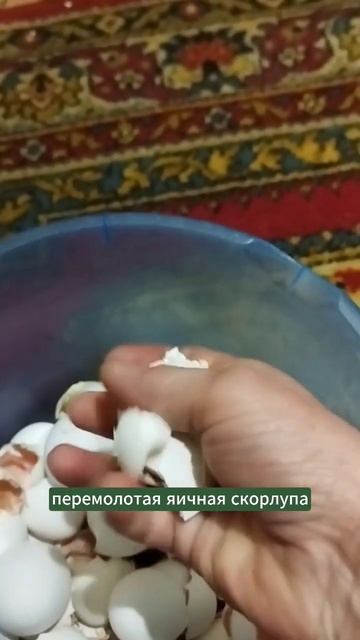 Скорлупа от яиц в огороде. #мульчирование #природноеземледелие