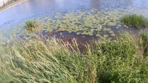 ОКА. Кубышки. Кормим уток.