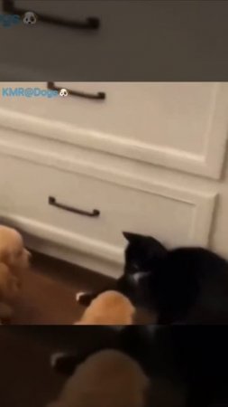Кота заловил щенячий патруль😠😂
