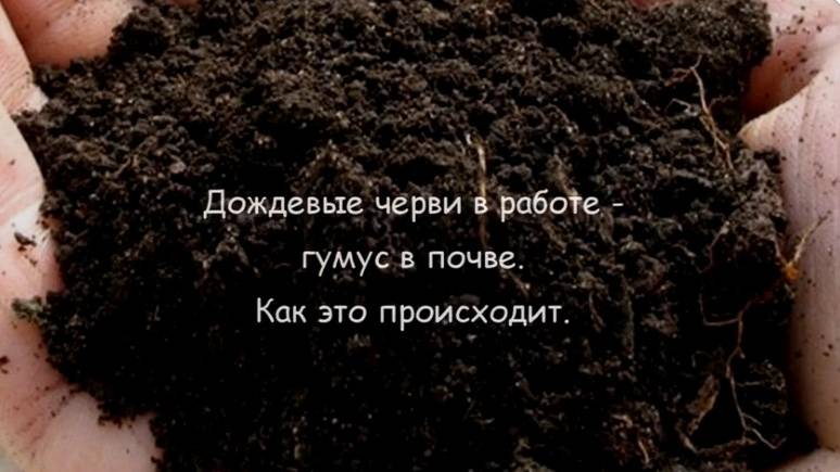 Дождевые черви в работе – гумус в почве.