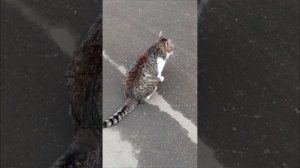 Моя Сильва на балконе. Московский дворик