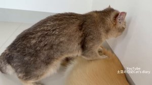 Кот, который любит собак больше всего на свете (2025 год) (uu)