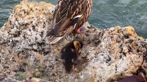 Как мать сторожит своих детёнышей