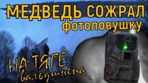 Охота на вальдшнепа на тяге / Медведь сожрал фотоловушку / Редкие кадры / Лосиха с двумя лосятами