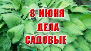 8 июня. Дела садовые
