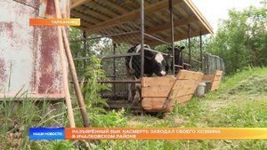 Разъярённый бык насмерть забодал своего хозяина в Ичалковском районе