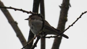Серая Мухоловка слеток, позывки, наблюдение птиц в Великом Новгороде, 10 июня 2025