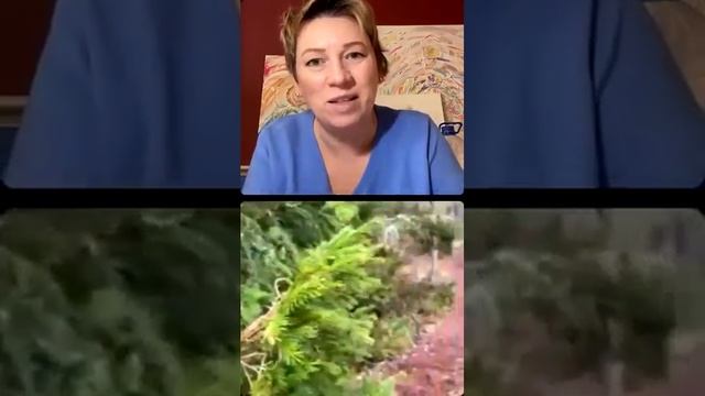 ШВЕЦИЯ. НАЦИОНАЛЬНЫЙ ЗАПОВЕДНИК. ЛЕСНЫЕ ФЕИ. ЗНАЧЕНИЕ