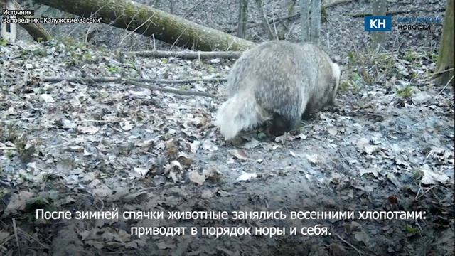 Собирающие листву барсуки попали в фотоловушку «Калу? смотреть онлайн