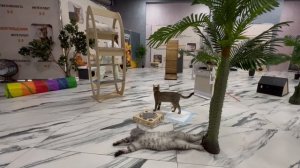 Супер кошки 🐈