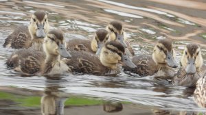 Утка Кряква с утятами, наблюдение птиц в Великом Новгороде, 10 июня 2025